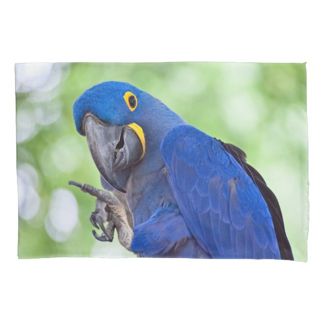 Hyacinth Macaw Bird (Frente)