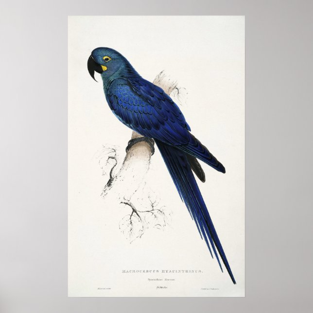 Hyacinth Macaw Poster (Frente)