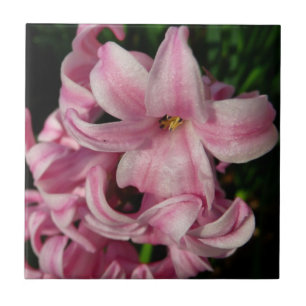 Hyacinth Primavera Floral rosa