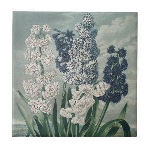 Hyacinths (1807) - Exquisite Vintage Botânica
