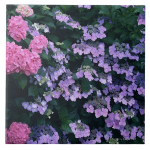 Hydrangea 3