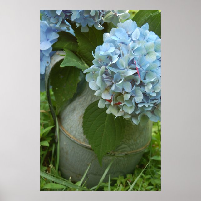 Hydrangea Azul com Poster Pitcher (Frente)