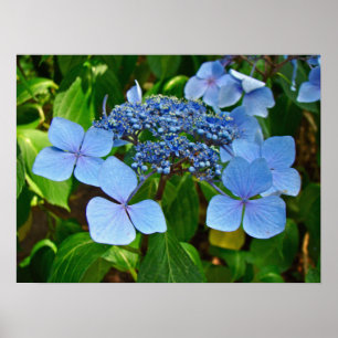 Hydrangea azul do Laço-boné - poster