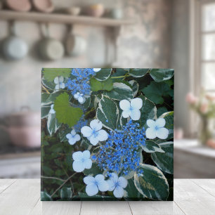 Hydrangea Azul Variado