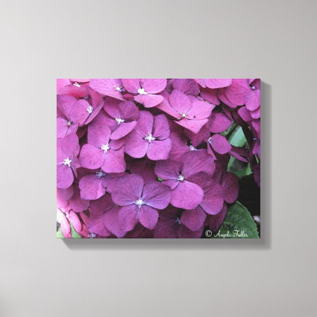 Hydrangea Blooms Canvas (Frente)