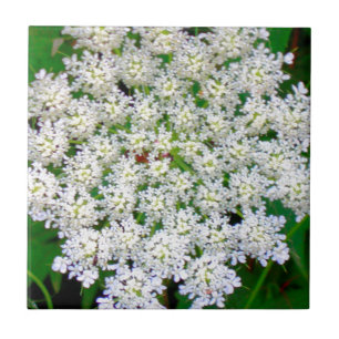 Hydrangea branco do laço