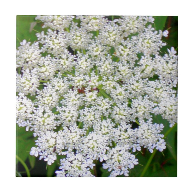 Hydrangea branco do laço (Frente)