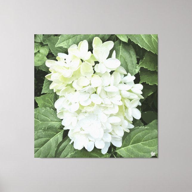 Hydrangea - Branco - Impressão de Tela (Frente)