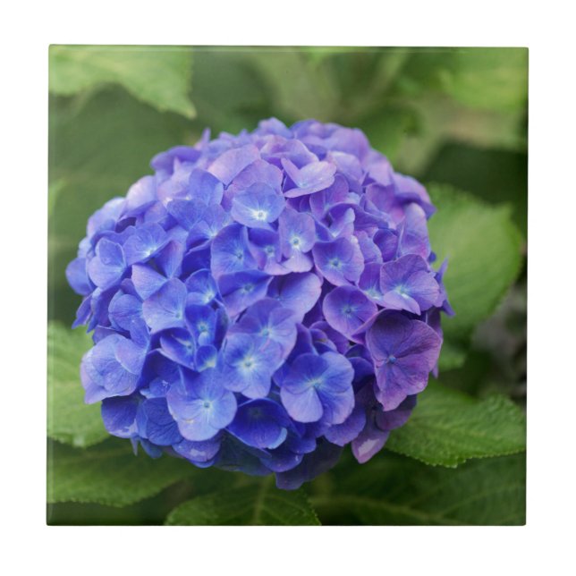 Hydrangea francês (macrophylla do Hydrangea) (Frente)