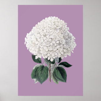 Hydrangea lila poster