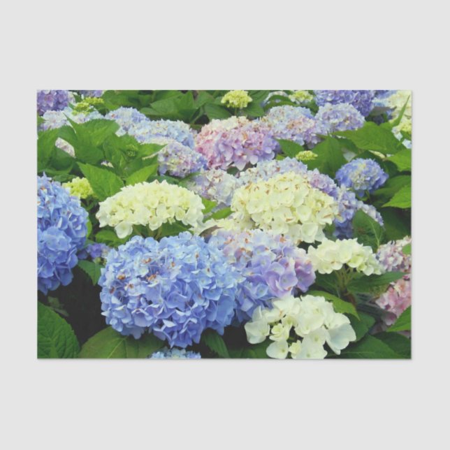 Hydrangea Mix-TISSUE WRAPPING PAPEL (Frente )