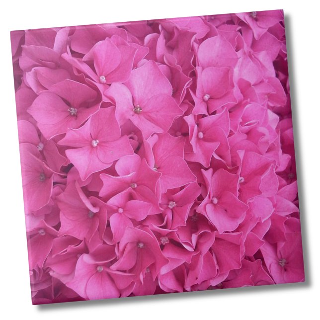 Hydrangea Pink Flower Pattern (Trendy Bright Magenta Pink Hydrangea Flower Floral Ceramic Tile)