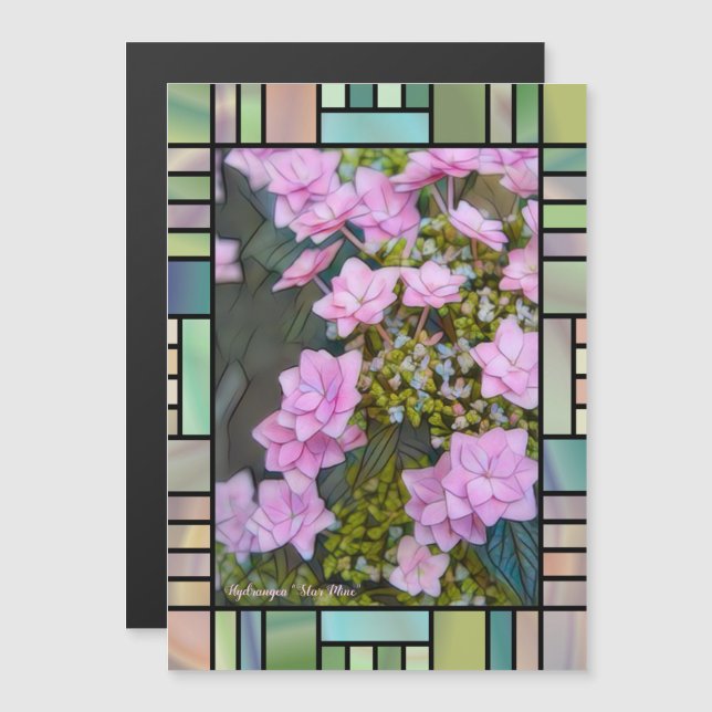 Hydrangea 'Star Mine'  [Magnet Card] (Frente/Verso)