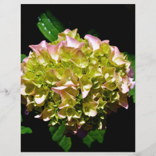 Hydrangea verde e rosa