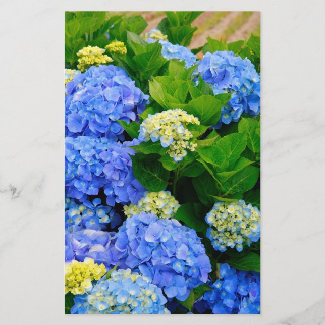 Hydrangeas (Frente)