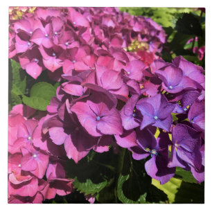Hydrangeas
