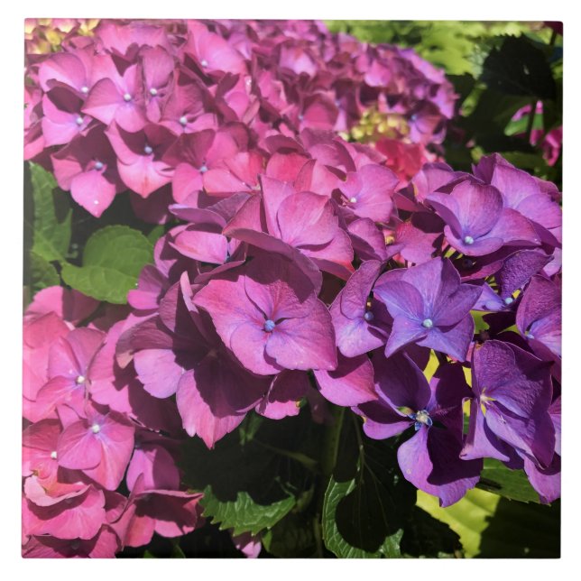 Hydrangeas (Frente)
