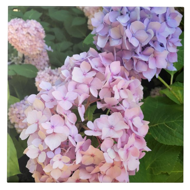 Hydrangeas (Frente)