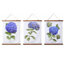 Hydrangeas Azuis Flores Arte Botânica Conjunto de 