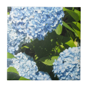 Hydrangeas Azuis no Sol