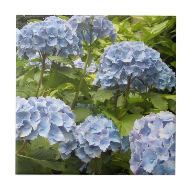 Hydrangeas Azul Profundo (Frente)