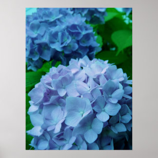 Hydrangeas {Blue} | Poster