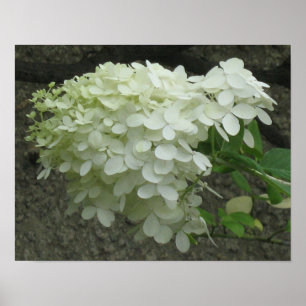 Hydrangeas brancas Poster Impressão