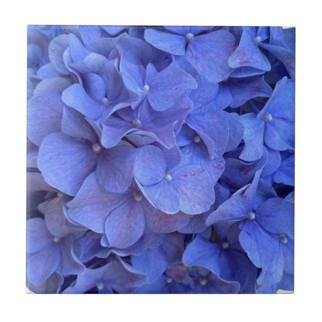 Hydrangeas florais elegantes de periguito azul (Frente)