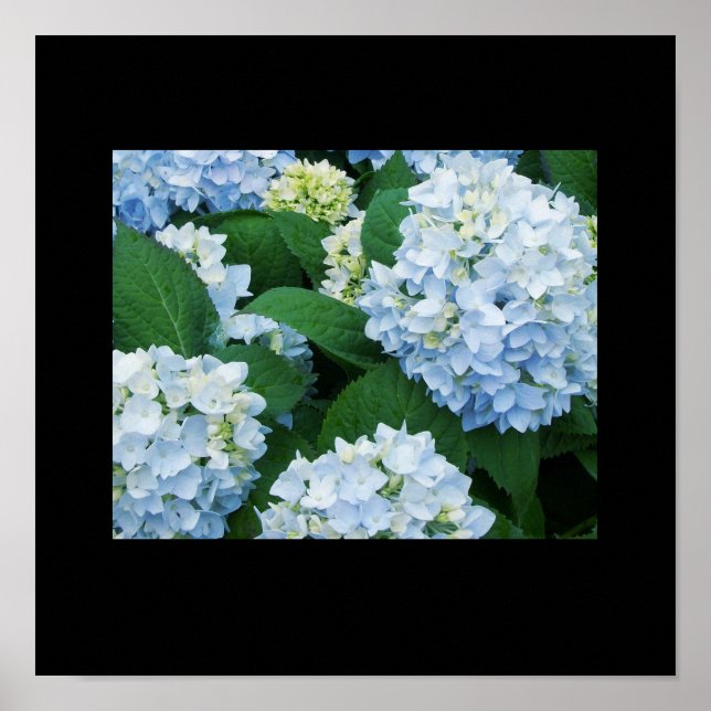 Hydrangeas Poster (Frente)