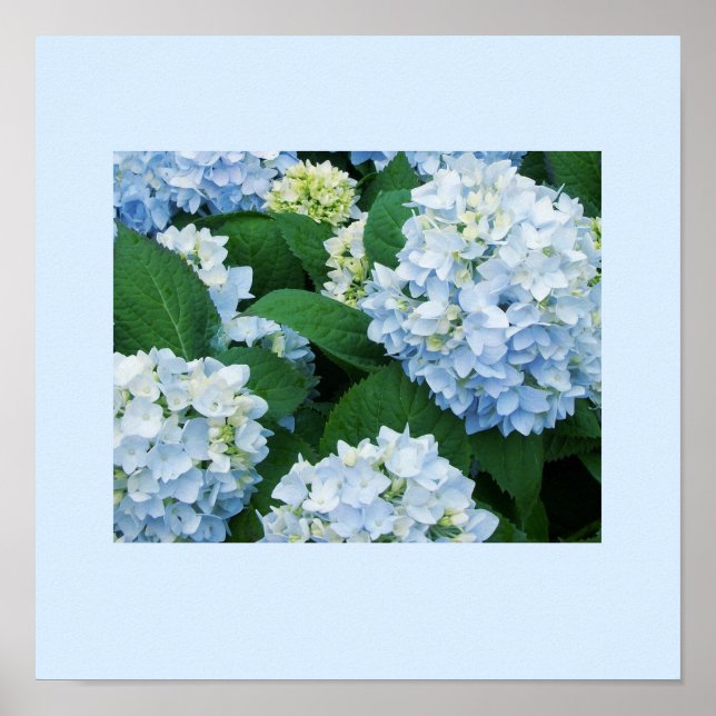 Hydrangeas Poster (Frente)