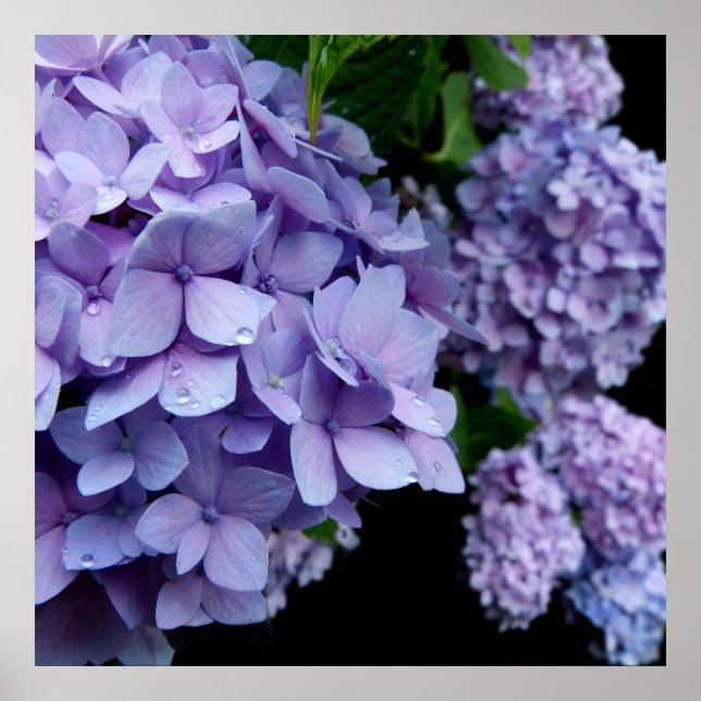 Hydrangeas Poster (Frente)