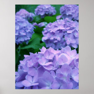 Hydrangeas {Purple}   Poster