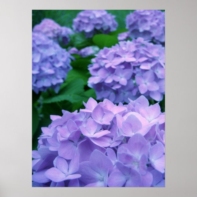 Hydrangeas {Purple} | Poster (Frente)