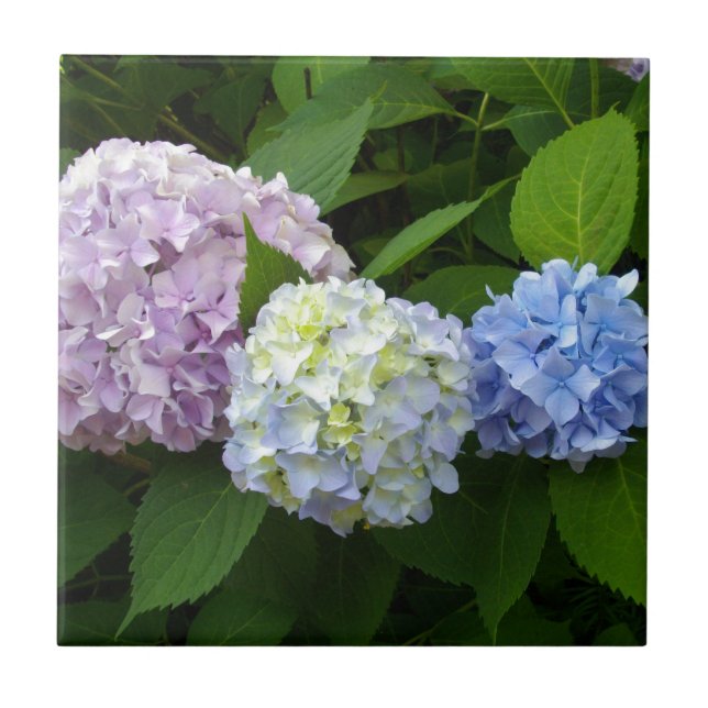 Hydrangeas púrpuras, elegantes, cor-de-rosa, azul (Frente)