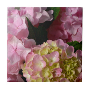 Hydrangeas Rosa e Creme
