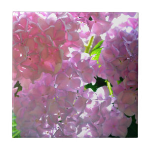 Hydrangeas Rosa Radiantes