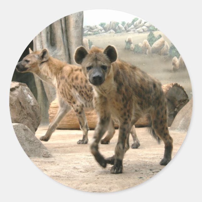 Hyena Pega Um Adesivo De Olhar (Frente)