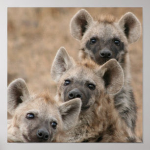 Hyenas Poster Impressão