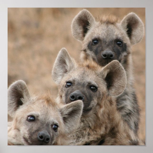 Hyenas Poster Impressão (Frente)