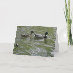 "Hyland May Day Mallards #3" Cartões de agradecime