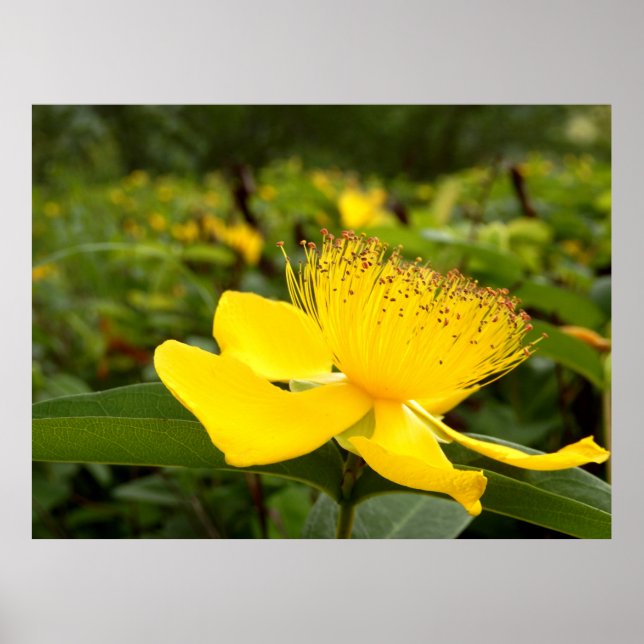 Hypericum Calcyinum Poster (Frente)