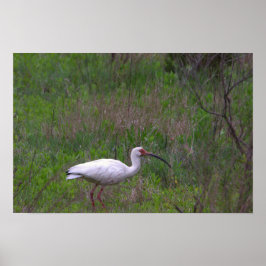 Ibis Bird Photo Poster
