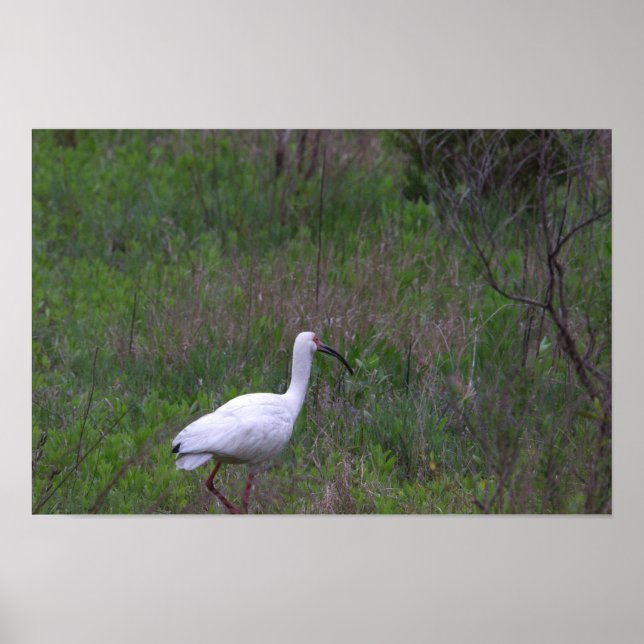 Ibis Bird Photo Poster (Frente)