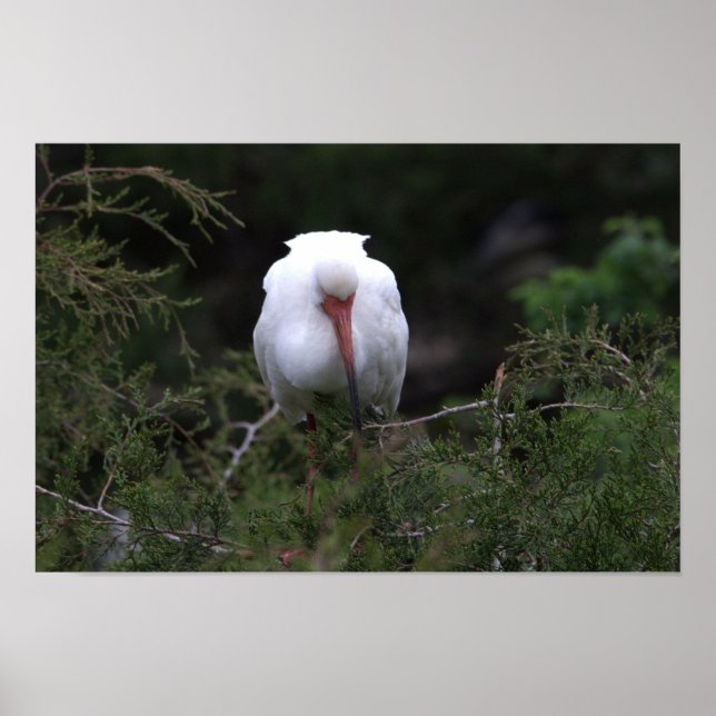 Ibis Bird Poster (Frente)