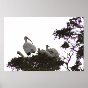 Ibis brancos na Poster de árvore