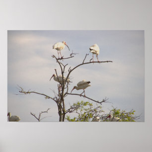 Ibis brancos na Poster de árvore