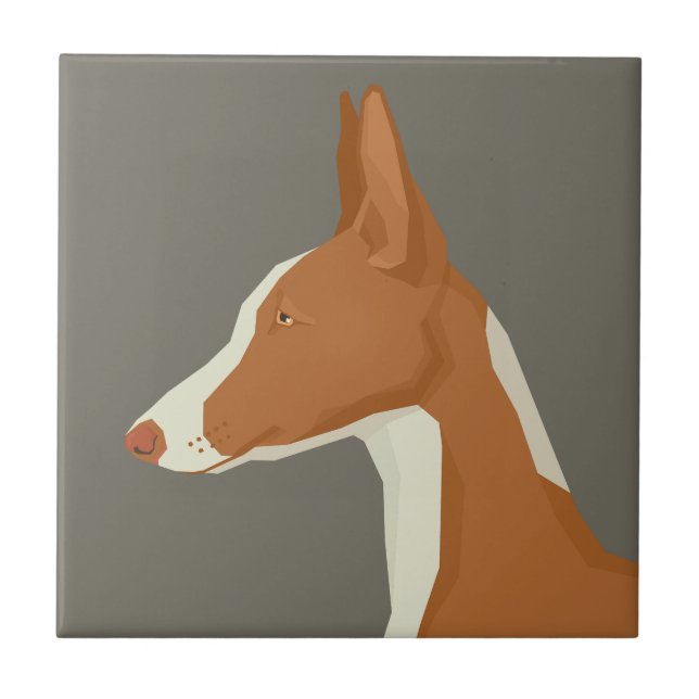 Ibizan Hound (Frente)