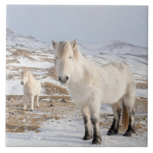 Icelandic Horse Blonduos, Iceland