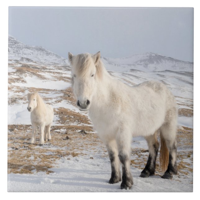 Icelandic Horse | Blonduos, Iceland (Frente)