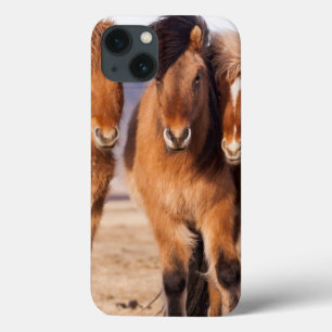 Icelandic Horse during winter